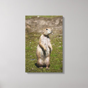 Foto van zwartstaartprairiehond in het wild canvas afdruk