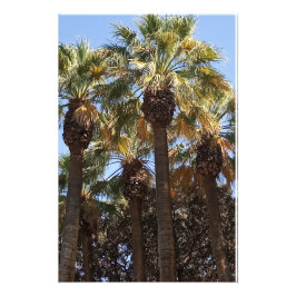 Foto Vergroting Palmbomen Afdruk