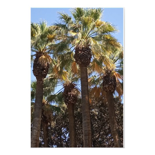 Foto Vergroting Palmbomen Afdruk (Voorkant)