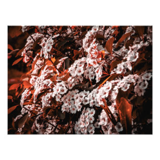 Foto vergrotingsdocument afdruk