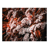 Foto vergrotingsdocument foto afdruk (Voorkant)