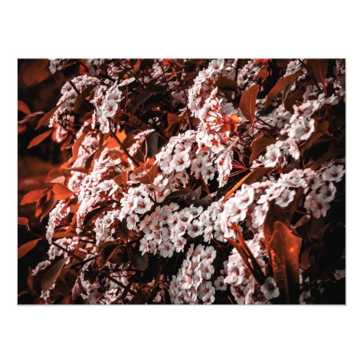 Foto vergrotingsdocument foto afdruk (Voorkant)