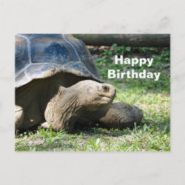 Foto verjaardag wilde landschildpad briefkaart