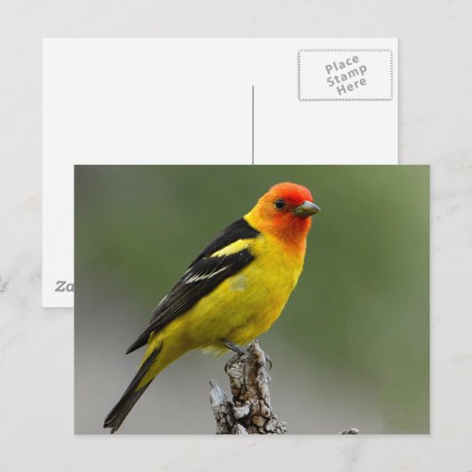 Foto westerne tankwagen briefkaart (Voorkant / Achterkant)