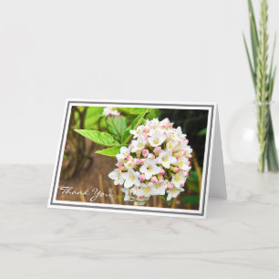 Foto: White Viburnum Pink Buds and Green Foliage Kaart