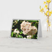 Foto: White Viburnum Pink Buds and Green Foliage Kaart (Gele Bloem)