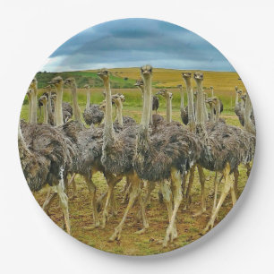Foto Wilde dieren Ostrich Flock Papieren Bordje