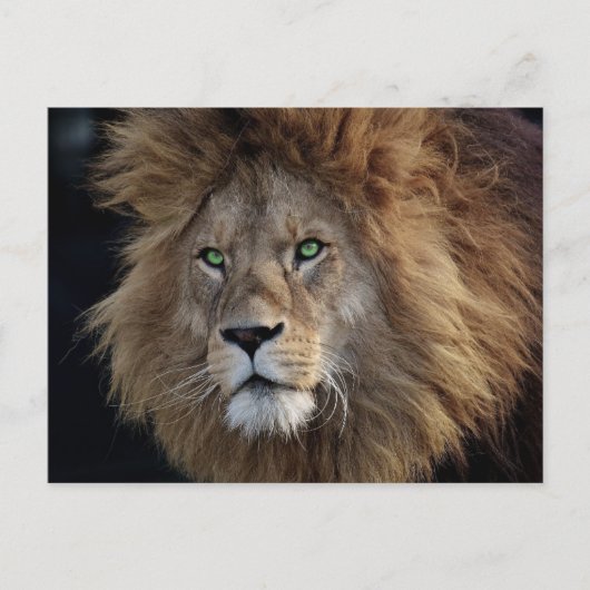 Foto wilde leeuw groene ogen briefkaart (Voorkant)