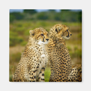 Foto Wildlife Cheetah Magneet