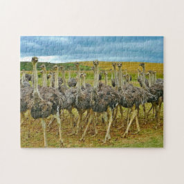 Foto Wildlife Ostrich Flock Legpuzzel