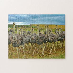 Foto Wildlife Ostrich Flock Legpuzzel
