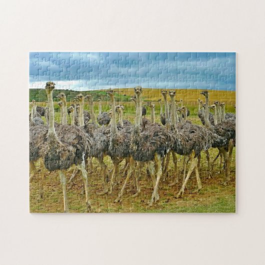 Foto Wildlife Ostrich Flock Legpuzzel (Horizontaal)
