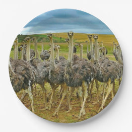 Foto Wildlife Ostrich Flock Papieren Bordje