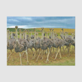 Foto Wildlife Ostrich Flock Tissuepapier