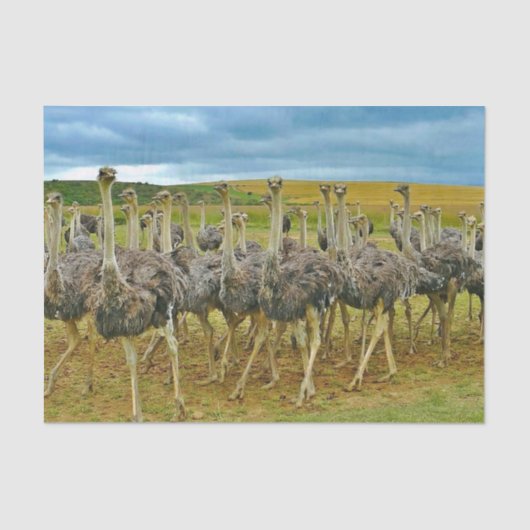 Foto Wildlife Ostrich Flock Tissuepapier (Voorkant)