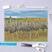 Foto Wildlife Ostrich Flock Tissuepapier (Craft)