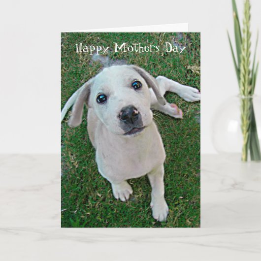 foto witte puppy hond Happy Mothers Day Kaart (Voorkant)