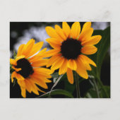 Foto zonnebloem briefkaart (Voorkant)