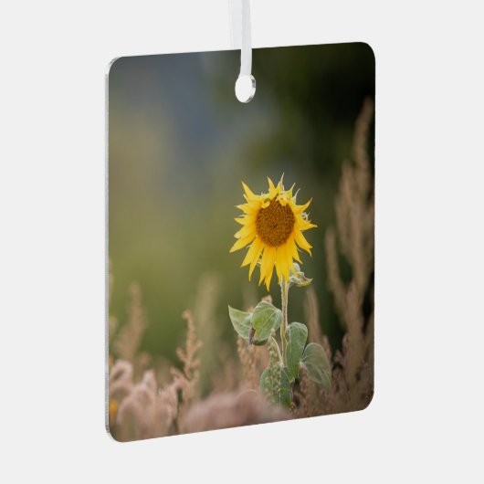 Foto zonnebloempitten Foto Metalen Ornament (Voorkant Rechts)