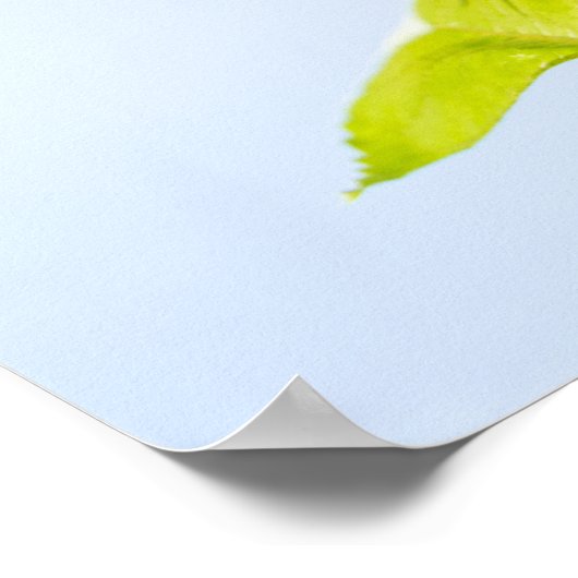 Foto zonnebloempitten Foto Poster (Hoek)