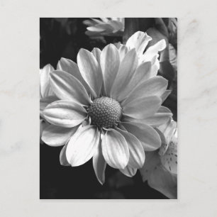 Foto zwart-wit briefkaart