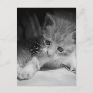 Foto zwart-wit Kitten Briefkaart