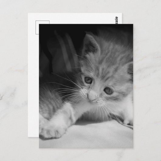 Foto zwart-wit Kitten Briefkaart (Voorkant / Achterkant)