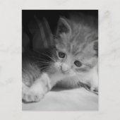 Foto zwart-wit Kitten Briefkaart (Voorkant)