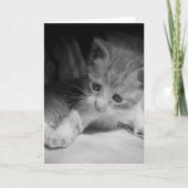 Foto zwart-wit Kitten Kaart (Voorkant)