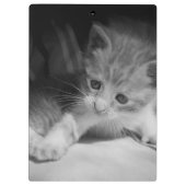 Foto zwart-wit Kitten Klembord (Achterkant)