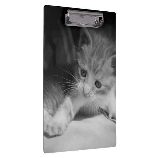Foto zwart-wit Kitten Klembord (Rechts)