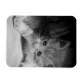 Foto zwart-wit Kitten Magneet (Horizontaal)