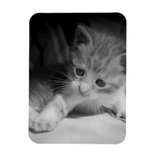 Foto zwart-wit Kitten Magneet