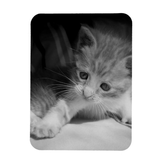 Foto zwart-wit Kitten Magneet (Verticaal)