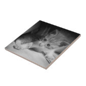 Foto zwart-wit Kitten Tegeltje (Zijkant)