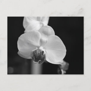 Foto zwart-wit orchidee-ventilator briefkaart