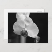 Foto zwart-wit orchidee-ventilator briefkaart (Voorkant / Achterkant)