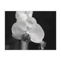 Foto zwart-wit orchidee-ventilator