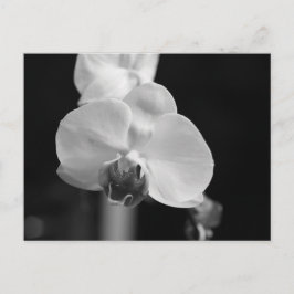 Foto zwart-wit orchidee-ventilator briefkaart