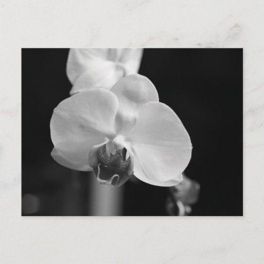 Foto zwart-wit orchidee-ventilator briefkaart (Voorkant)