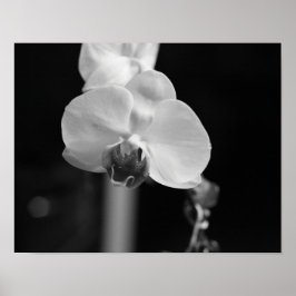 Foto zwart-wit orchidee-ventilator poster