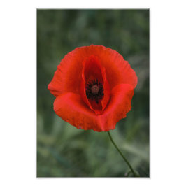 Fotoafdruk Klaproos Bloem Natuur Fotografie Foto Afdruk