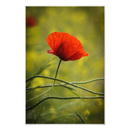 Fotoafdruk Klaproos Bloem Natuurfotografie Foto Afdruk
