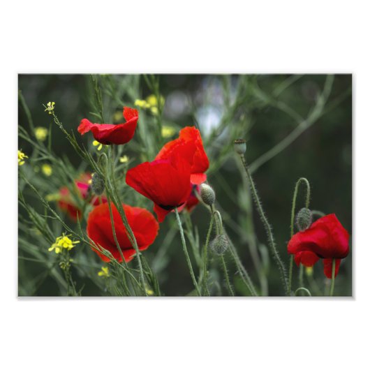 Fotoafdruk Klaprozen Op Het Veld Foto Afdruk (Voorkant)