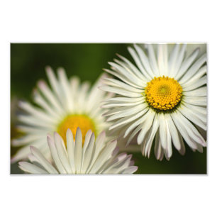 Fotoafdruk Madelief Bloemen Bloem Natuur Foto Afdruk