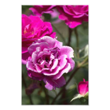 Fotoafdruk Mooie Rozen Fotografie