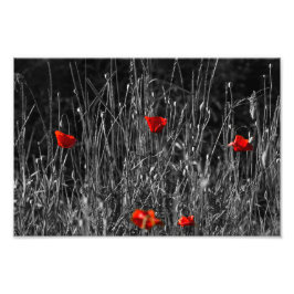 Fotoafdruk - Rode Eenzaamheid Klaprozen Foto Afdruk