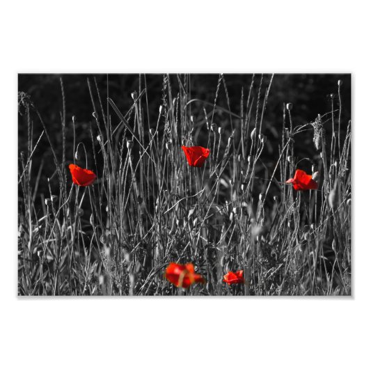 Fotoafdruk - Rode Eenzaamheid Klaprozen Foto Afdruk (Voorkant)