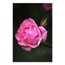 Fotoafdruk Roos Bloem Natuur Fotografie