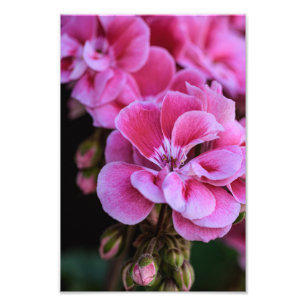 Fotoafdruk Roze Geraniumbloemen Foto Afdruk
